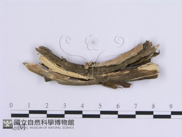 登錄號:F0013565藏品圖，第1張