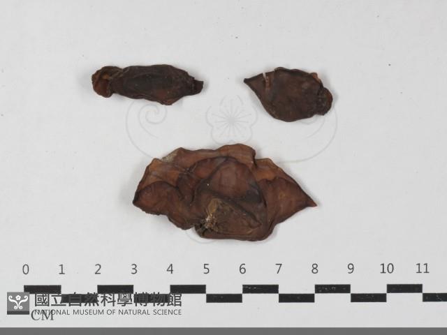 登錄號:F0033565藏品圖，第1張