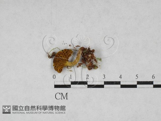 登錄號:F0028165藏品圖，第1張