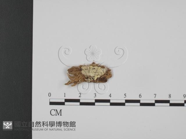 Accession Number:F0008165 Collection Image, Figure 1, Total 2 Figures