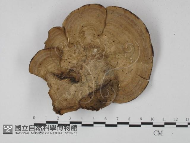 登錄號:F0020165藏品圖，第1張