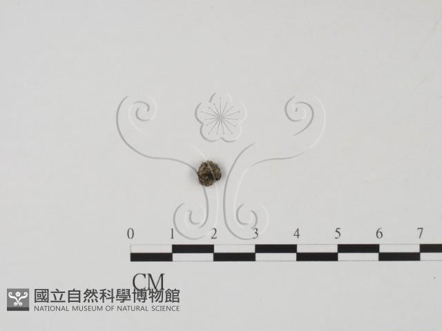 登錄號:F0000165藏品圖，第1張