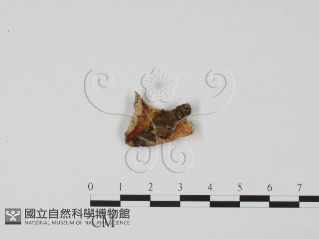 登錄號:F0010165藏品圖，第1張