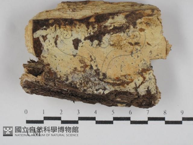 絲齒菌屬藏品圖，第1張