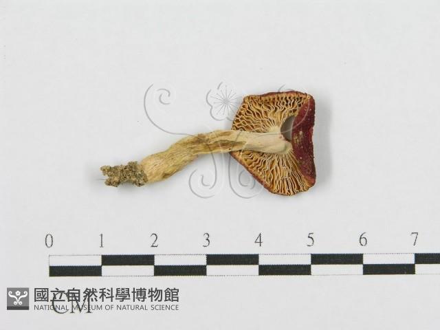 紅菇屬藏品圖，第1張