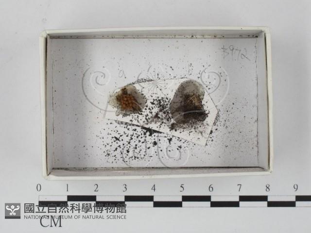 登錄號:F0021165藏品圖，第1張