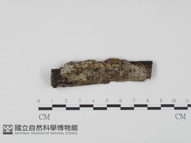 登錄號:F0004165藏品圖，第1張