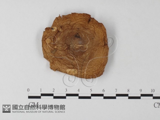 登錄號:F0014165藏品圖，第1張