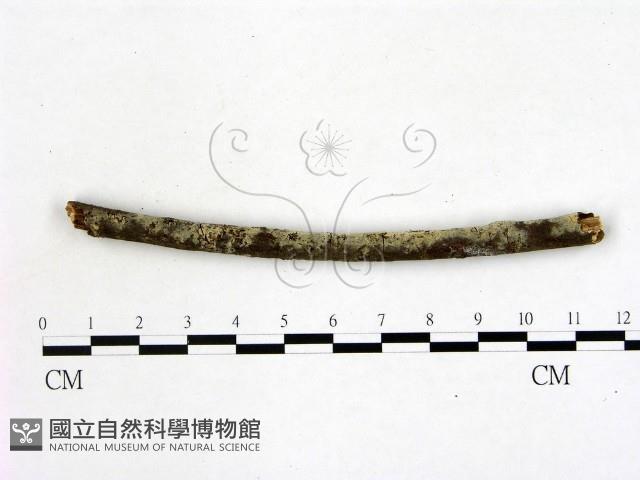 登錄號:F0022165藏品圖，第1張