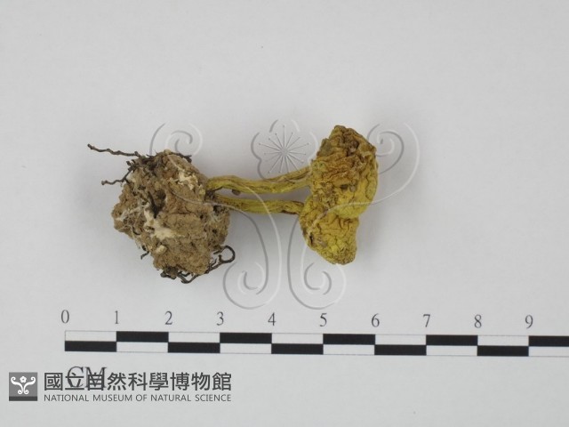 登錄號:F0002165藏品圖，第1張