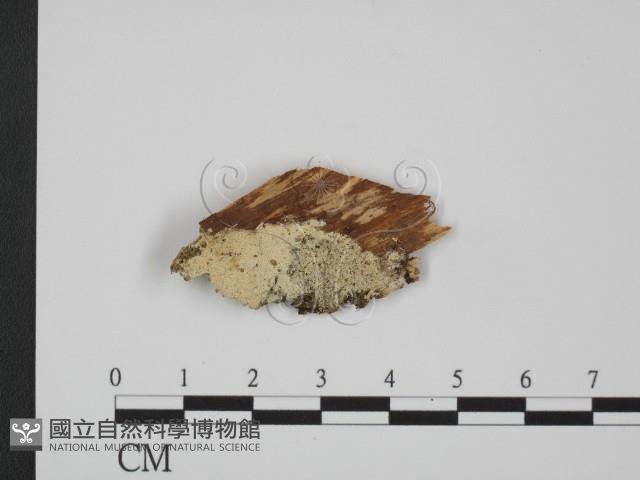 登錄號:F0012165藏品圖，第1張