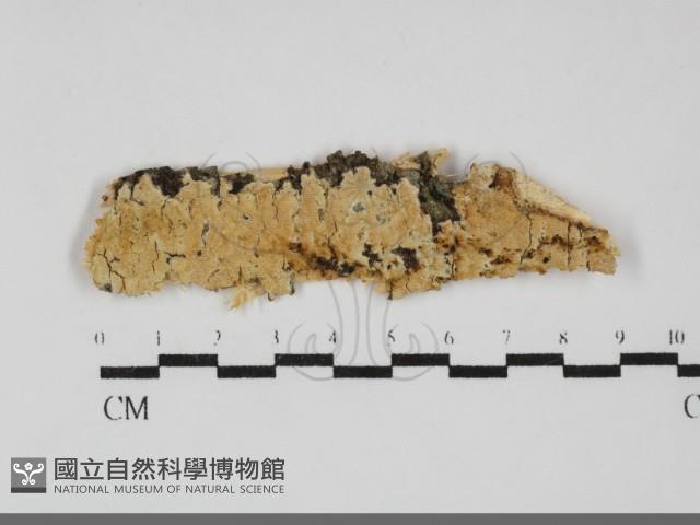 登錄號:F0032165藏品圖，第1張