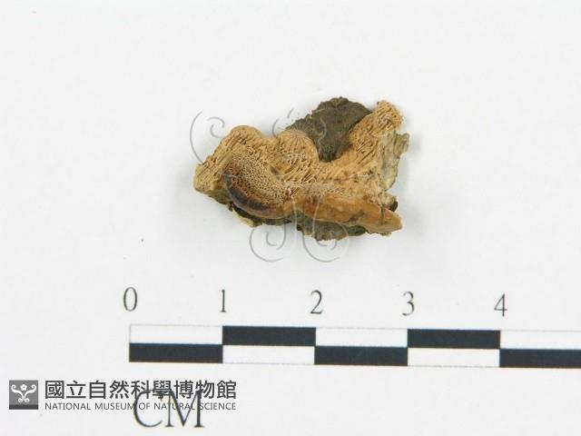 登錄號:F0007165藏品圖，第1張