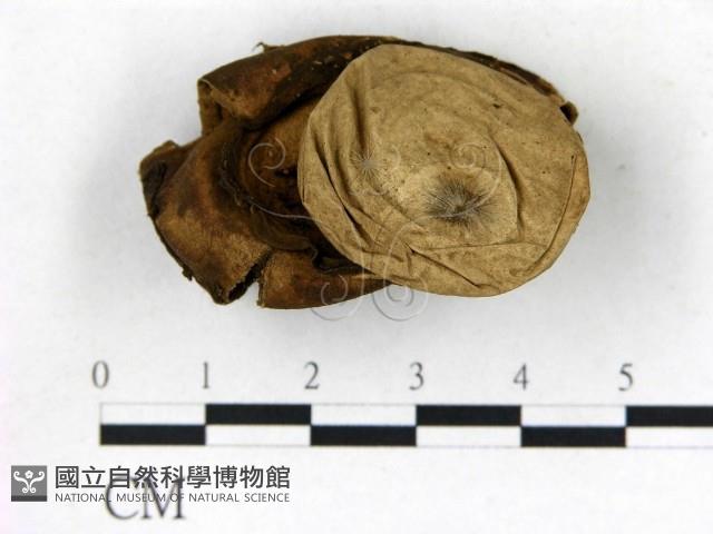 地星屬藏品圖，第1張
