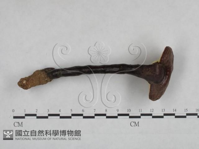 靈芝屬藏品圖，第1張