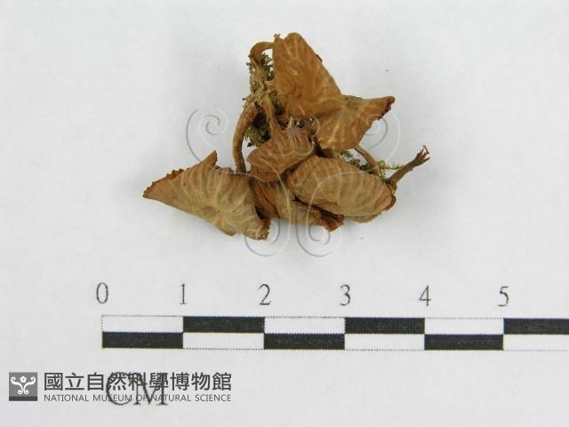 盔孢傘屬藏品圖，第1張