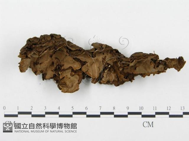 登錄號:F0015165藏品圖，第1張