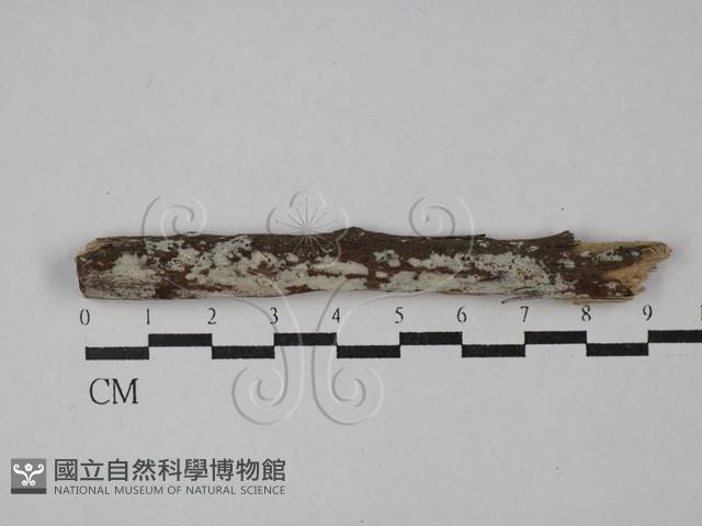 阿太菌屬藏品圖，第1張