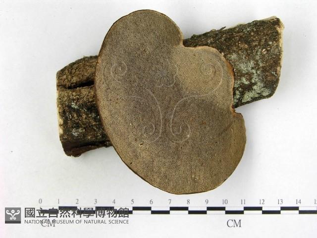 登錄號:F0009165藏品圖，第1張