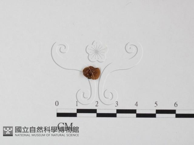 登錄號:F0019165藏品圖，第1張