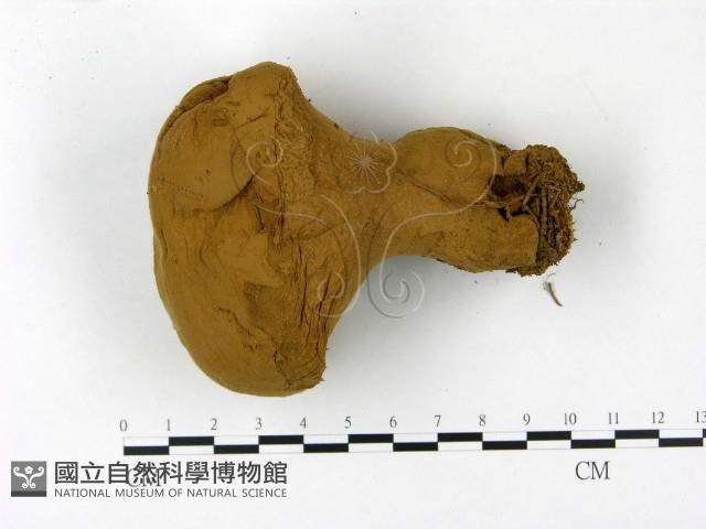 頭狀禿馬勃藏品圖，第1張