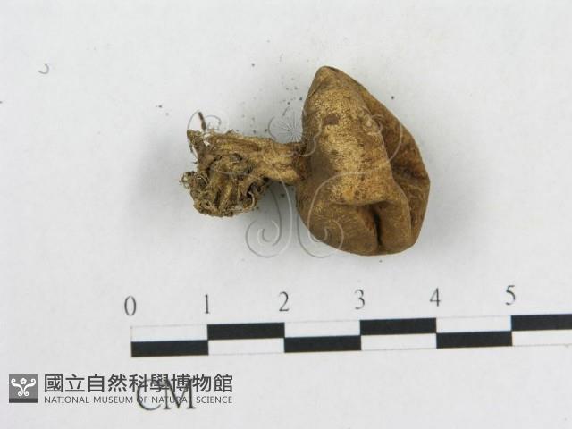 登錄號:F0013165藏品圖，第1張