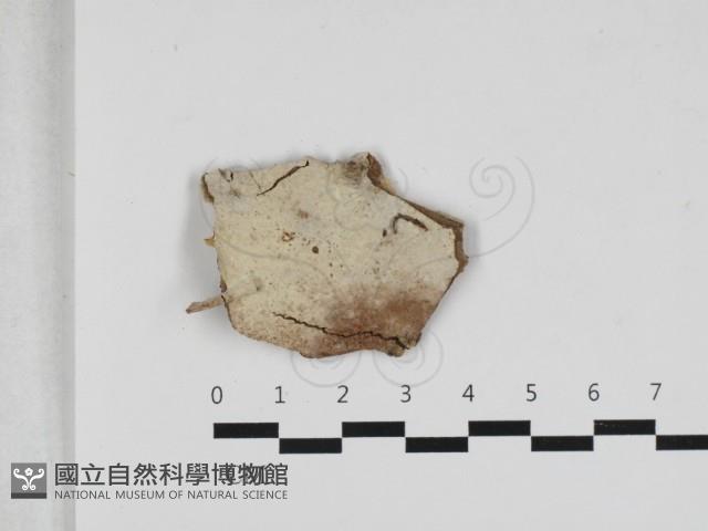登錄號:F0033165藏品圖，第1張