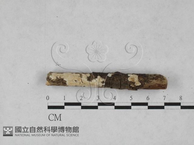 齒耳菌屬藏品圖，第1張