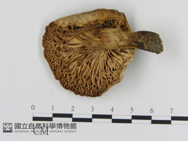 登錄號:F0008065藏品圖，第1張