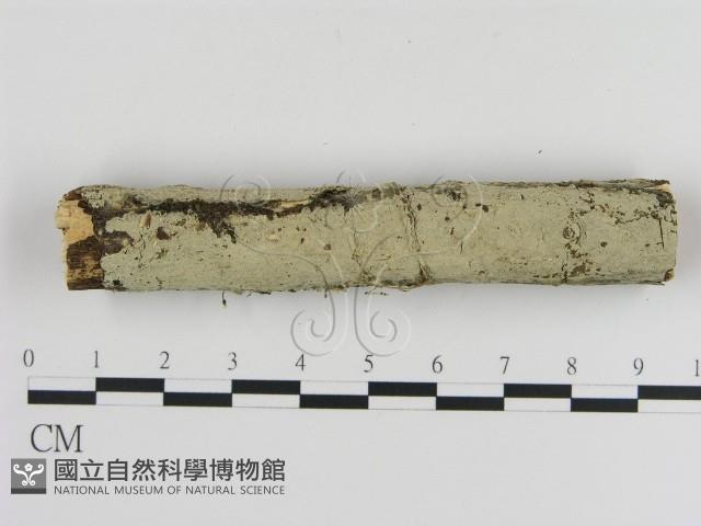 登錄號:F0000065藏品圖，第1張