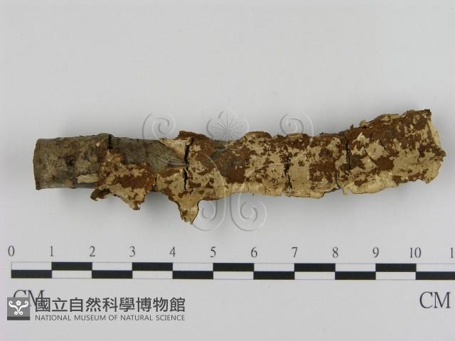 登錄號:F0010065藏品圖，第1張