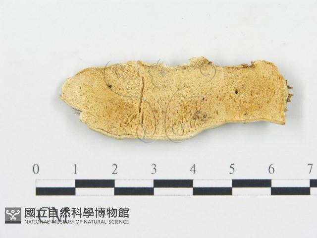 登錄號:F0006065藏品圖，第1張