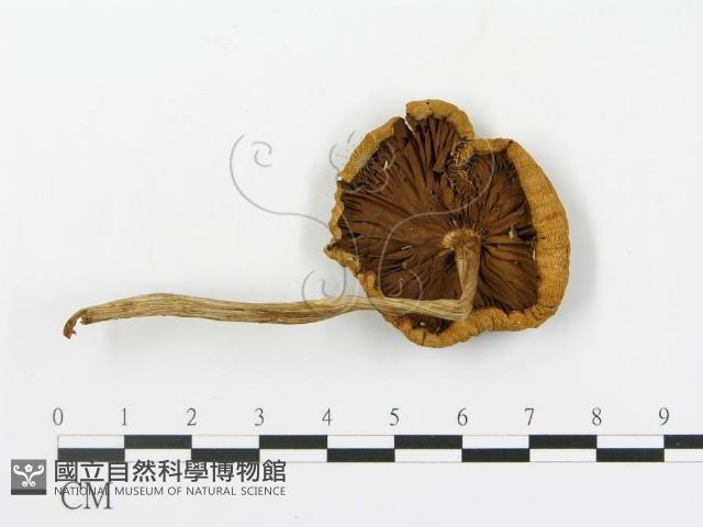 登錄號:F0016065藏品圖，第1張