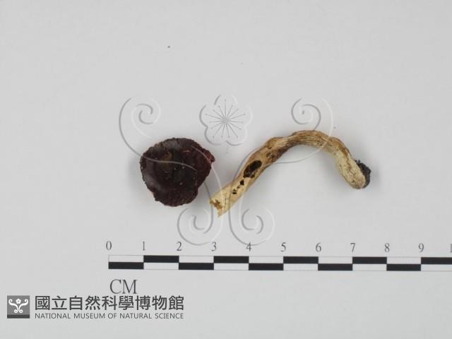 紅菇屬藏品圖，第1張