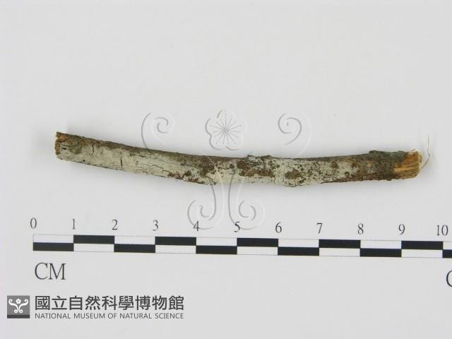 剛毛絲皮菌藏品圖，第1張