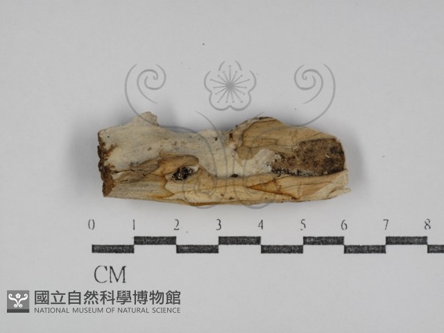 絲皮菌屬藏品圖，第1張