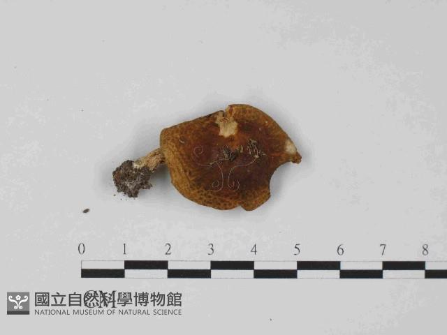 登錄號:F0024065藏品圖，第1張