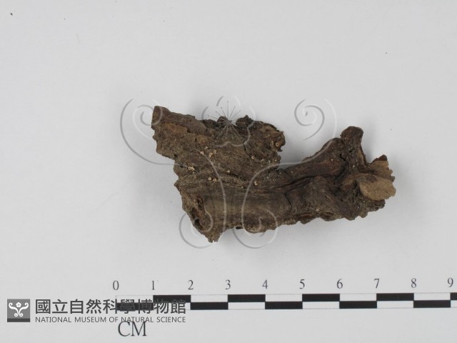 登錄號:F0004065藏品圖，第1張