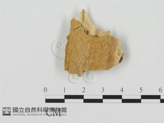 登錄號:F0014065藏品圖，第1張