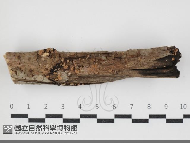 登錄號:F0034065藏品圖，第1張