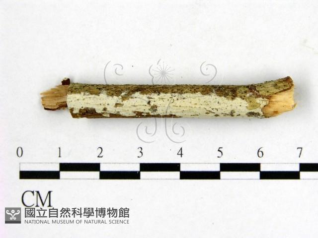 登錄號:F0022065藏品圖，第1張