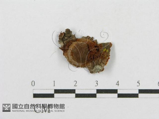 木層孔菌屬藏品圖，第1張