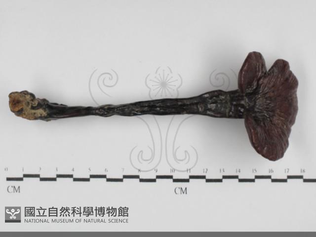 登錄號:F0032065藏品圖，第1張