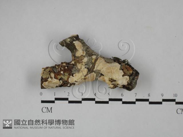 登錄號:F0027065藏品圖，第1張