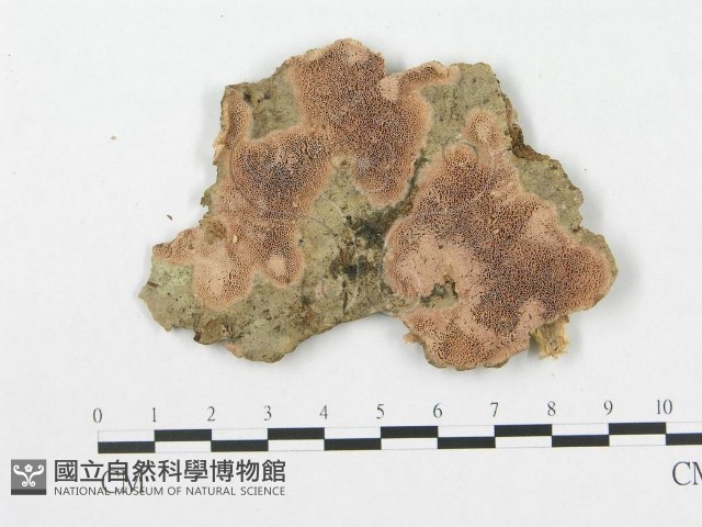 登錄號:F0007065藏品圖，第1張