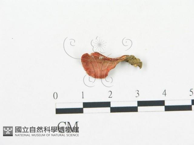 登錄號:F0017065藏品圖，第1張