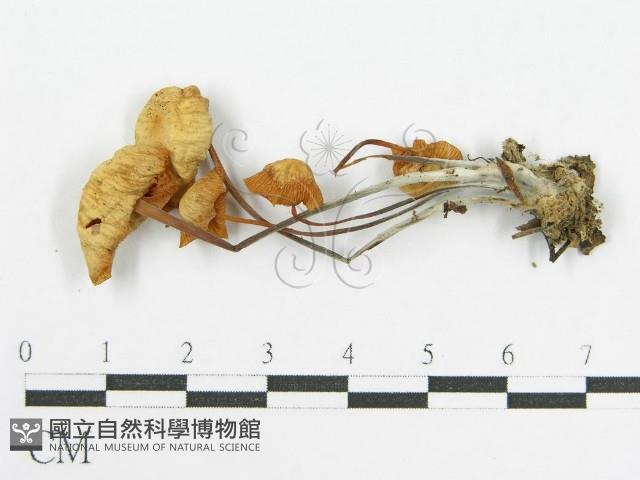 登錄號:F0015065藏品圖，第1張