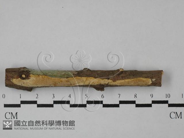 登錄號:F0029065藏品圖，第1張