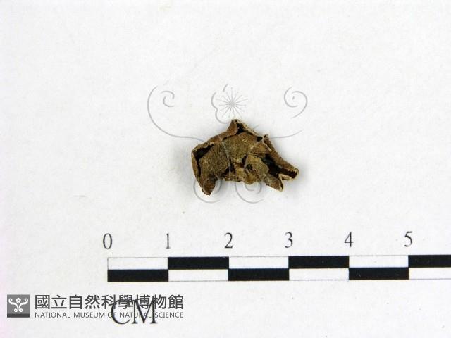 毛木耳藏品圖，第1張