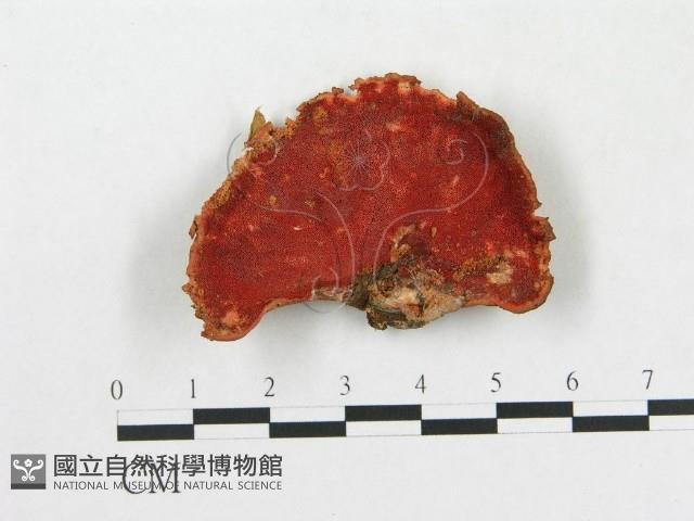 登錄號:F0019065藏品圖，第1張